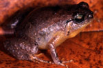 Tapping Nursery Frog (Cophixalus concinnus) Copyright Julian Bentley. Photograph by Julian Bentley.