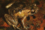 Dainty Nursery Frog (Cophixalus exiguus) Copyright Julian Bentley. Photograph by Julian Bentley.