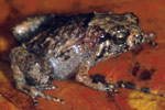 Rattling Nursery Frog (Cophixalus hosmeri) Copyright Julian Bentley. Photograph by Julian Bentley.