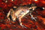 Creaking Nursery Frog (Cophixalus infacetus) Copyright Julian Bentley. Photograph by Julian Bentley.