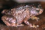 Mount Lewis Nursery Frog (Cophixalus monticola) Copyright Julian Bentley. Photograph by Julian Bentley.