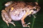 Ornate Nursery Frog (Cophixalus ornatus) Copyright Julian Bentley. Photograph by Julian Bentley.