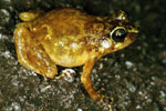Rock Frog (Cophixalus saxatilis) Copyright Julian Bentley. Photograph by Julian Bentley.