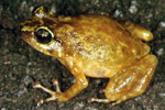 Rock Frog (Cophixalus saxatilis) Copyright Julian Bentley. Photograph by Julian Bentley.
