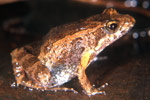 Bilingual Froglet (Crinia bilingua) Copyright Julian Bentley. Photograph by Julian Bentley.