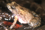 Desert Froglet (Crinia deserticola) Copyright Julian Bentley. Photograph by Julian Bentley.