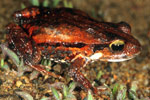 Quacking Froglet (Crinia georgiana) Copyright Julian Bentley. Photograph by Julian Bentley.
