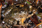 Glauert's Froglet (Crinia glauerti) Copyright Julian Bentley. Photograph by Julian Bentley.