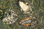 Western Sign-bearing Froglet (Crinia insignifera) Copyright Julian Bentley. Photograph by Julian Bentley.