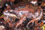 Moss Froglet (Crinia nimbus) Copyright Julian Bentley. Photograph by Julian Bentley.