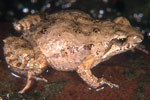 Eastern Sign-bearing Froglet (Crinia parinsignifera) Copyright Julian Bentley. Photograph by Julian Bentley.