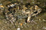 False Western Froglet (Crinia pseudinsignifera) Copyright Julian Bentley. Photograph by Julian Bentley.