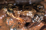 Remote Froglet (Crinia remota) Copyright Julian Bentley. Photograph by Julian Bentley.