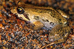 Tasmanian Froglet (Crinia tasmaniensis) Copyright Julian Bentley. Photograph by Julian Bentley.
