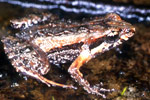 Wallum Froglet (Crinia tinnula) Copyright Julian Bentley. Photograph by Julian Bentley.