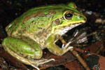 Striped Burrowing Frog (Cyclorana alboguttata) Copyright Julian Bentley. Photograph by Julian Bentley.