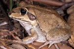 Giant Frog (Cyclorana australis) Copyright Julian Bentley. Photograph by Julian Bentley.