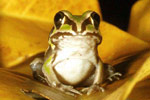 Giant Frog (Cyclorana australis) Copyright Julian Bentley. Photograph by Julian Bentley.