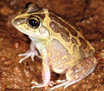 Long-footed Frog (Cyclorana longipes) Copyright Julian Bentley. Photograph by Julian Bentley.