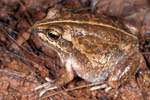Main's Frog (Cyclorana maini) Copyright Julian Bentley. Photograph by Julian Bentley.
