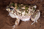 Rough Frog (Cyclorana verrucosa) Copyright Julian Bentley. Photograph by Julian Bentley.