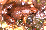 Lea's Froglet (Geocrinia leai) Copyright Julian Bentley. Photograph by Julian Bentley.
