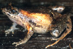 Lea's Froglet (Geocrinia leai) Copyright Julian Bentley. Photograph by Julian Bentley.