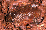 Roseate Froglet (Geocrinia rosea) Copyright Julian Bentley. Photograph by Julian Bentley.