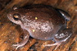 Victorian Smooth Froglet (Geocrinia victoriana) Copyright Julian Bentley. Photograph by Julian Bentley.