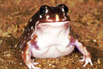 Western Spotted Frog (Heleioporus albopunctatus) Copyright Julian Bentley. Photograph by Julian Bentley.