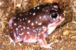 Western Spotted Frog (Heleioporus albopunctatus) Copyright Julian Bentley. Photograph by Julian Bentley.