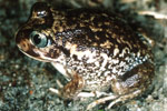 Moaning Frog (Heleioporus eyrei) Copyright Julian Bentley. Photograph by Julian Bentley.