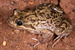 Flat-headed Frog (Limnodynastes depressus) Copyright Julian Bentley. Photograph by Julian Bentley.