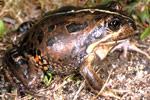 Western Banjo Frog (Limnodynastes dorsalis) Copyright Julian Bentley. Photograph by Julian Bentley.