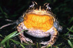 Eastern Banjo Frog (Limnodynastes dumerili) Copyright Julian Bentley. Photograph by Julian Bentley.