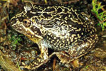 Eastern Banjo Frog (Limnodynastes dumerili) Copyright Julian Bentley. Photograph by Julian Bentley.