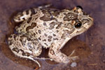 Barking Marsh Frog (Limnodynastes fletcheri) Copyright Julian Bentley. Photograph by Julian Bentley.