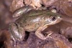 Barking Marsh Frog (Limnodynastes fletcheri) Copyright Julian Bentley. Photograph by Julian Bentley.