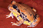 Giant Banjo Frog (Limnodynastes interioris) Copyright Julian Bentley. Photograph by Julian Bentley.