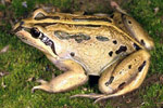 Striped Marsh Frog (Limnodynastes peroni) Copyright Julian Bentley. Photograph by Julian Bentley.