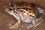 Salmon-striped Frog (Limnodynastes salmini) Copyright Julian Bentley. Photograph by Julian Bentley.