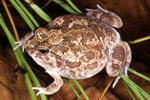 Spencer's Burrowing Frog (Opisthodon spenceri) Copyright Julian Bentley. Photograph by Julian Bentley.