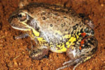 Northern Banjo Frog (Limnodynastes terraereginae) Copyright Julian Bentley. Photograph by Julian Bentley.