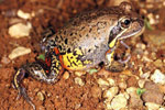 Northern Banjo Frog (Limnodynastes terraereginae) Copyright Julian Bentley. Photograph by Julian Bentley.
