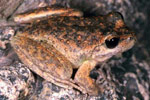 Booroolong Frog (Litoria booroolongensis) Copyright Julian Bentley. Photograph by Julian Bentley.