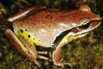 Green-thighed Frog (Litoria brevipalmata) Copyright Julian Bentley. Photograph by Julian Bentley.