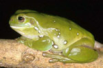 Green Tree Frog (Litoria caerulea) Copyright Julian Bentley. Photograph by Julian Bentley.