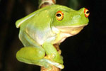 Red-eyed Tree Frog (Litoria chloris) Copyright Julian Bentley. Photograph by Julian Bentley.