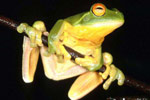 Red-eyed Tree Frog (Litoria chloris) Copyright Julian Bentley. Photograph by Julian Bentley.