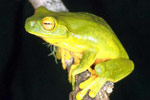 Red-eyed Tree Frog (Litoria chloris) Copyright Julian Bentley. Photograph by Julian Bentley.